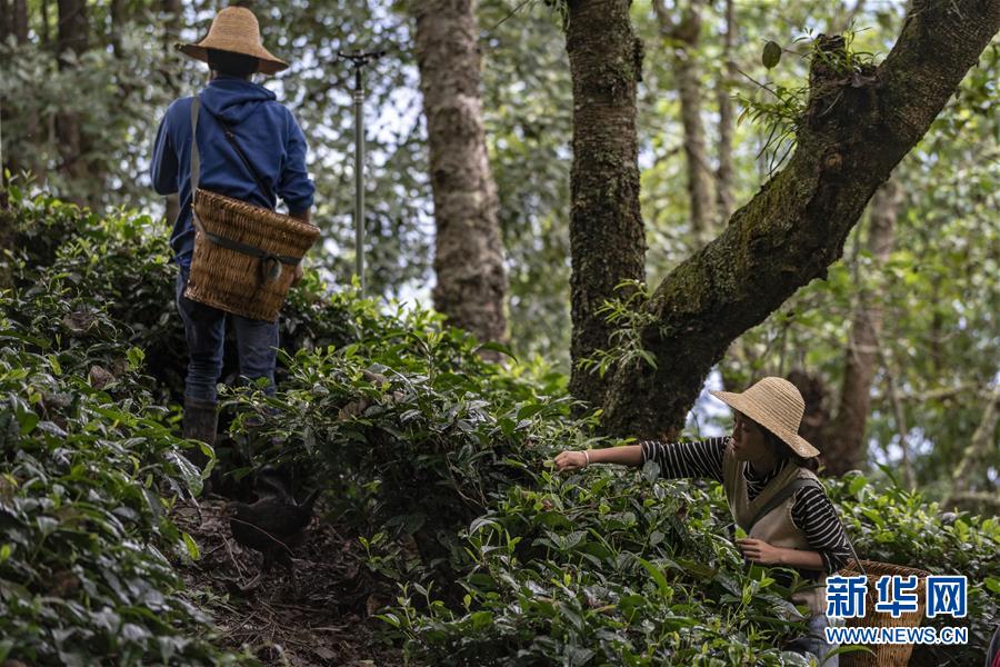 (新華全媒頭條·決戰(zhàn)決勝脫貧攻堅(jiān)·圖文互動(dòng))(3)為了人與自然和諧共生——云南“三江并流”地區(qū)決戰(zhàn)精準(zhǔn)脫貧的“生態(tài)畫(huà)卷”