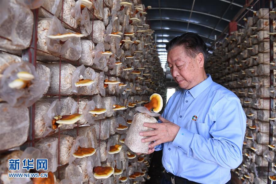 （不忘初心、牢記使命&middot;圖文互動）（1）拳拳寸草心 濃濃報國情&mdash;&mdash;記&ldquo;菌草之父&rdquo;林占熺