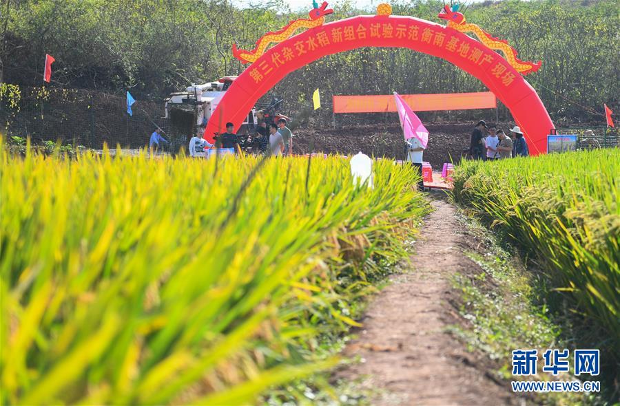 （圖文互動(dòng)）（1）1046.3公斤！袁隆平第三代雜交水稻首次公開(kāi)測(cè)產(chǎn)