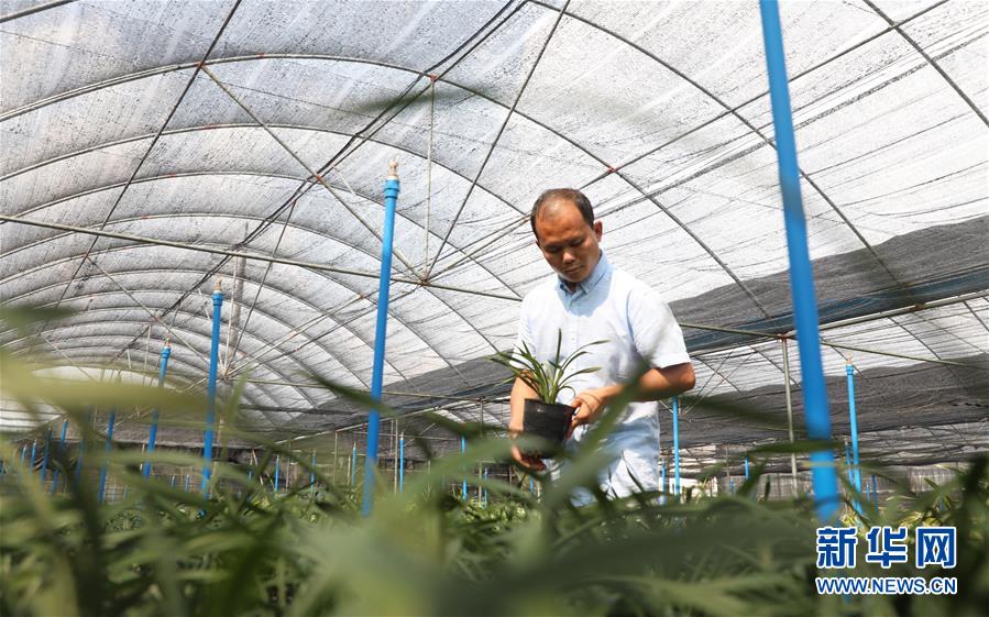 （在習(xí)近平新時代中國特色社會主義思想指引下&mdash;&mdash;新時代新作為新篇章&middot;總書記關(guān)心的百姓身邊事&middot;圖文互動）（4）&ldquo;科技秀才&rdquo;給田野帶來新希望