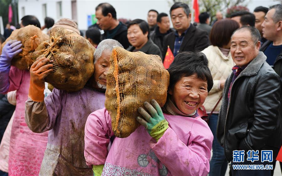 (脫貧攻堅)(3)陜西嵐皋魔芋 助力脫貧攻堅