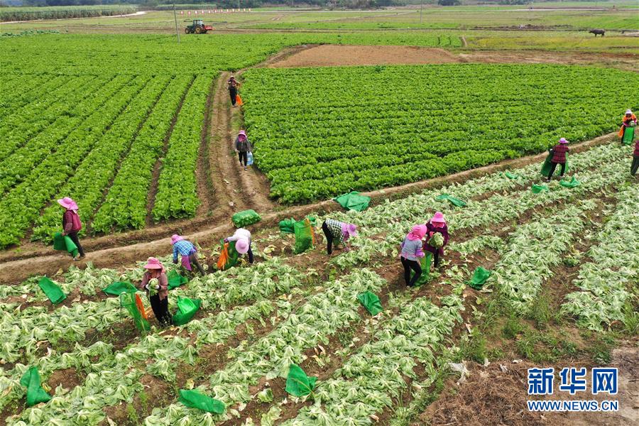 （脫貧攻堅&middot;圖文互動）（2）&ldquo;豐收圖&rdquo;里述脫貧