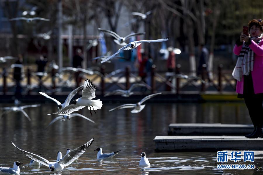 (新華全媒頭條·圖文互動(dòng))(15)從水困到水興——寧夏“水樣本”中的發(fā)展密碼