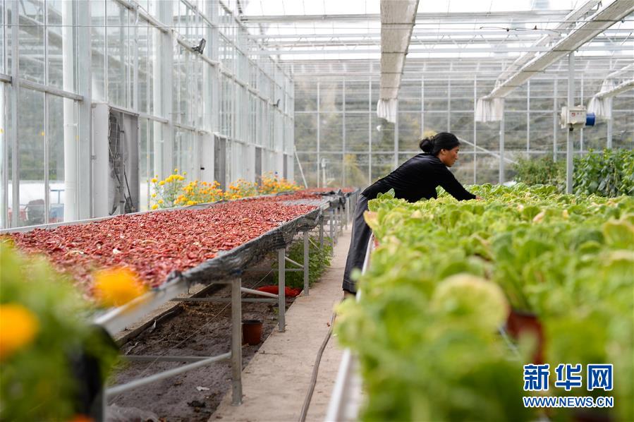 （新華全媒頭條&middot;圖文互動）（13）格?；ㄩ_滿天路&mdash;&mdash;寫在川藏公路通車65周年之際