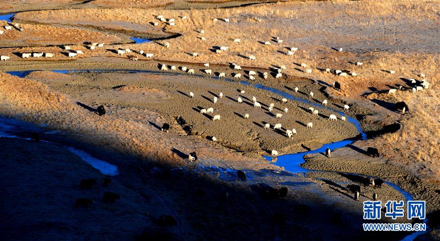 （新華全媒頭條&middot;圖文互動）（15）格?；ㄩ_滿天路&mdash;&mdash;寫在川藏公路通車65周年之際