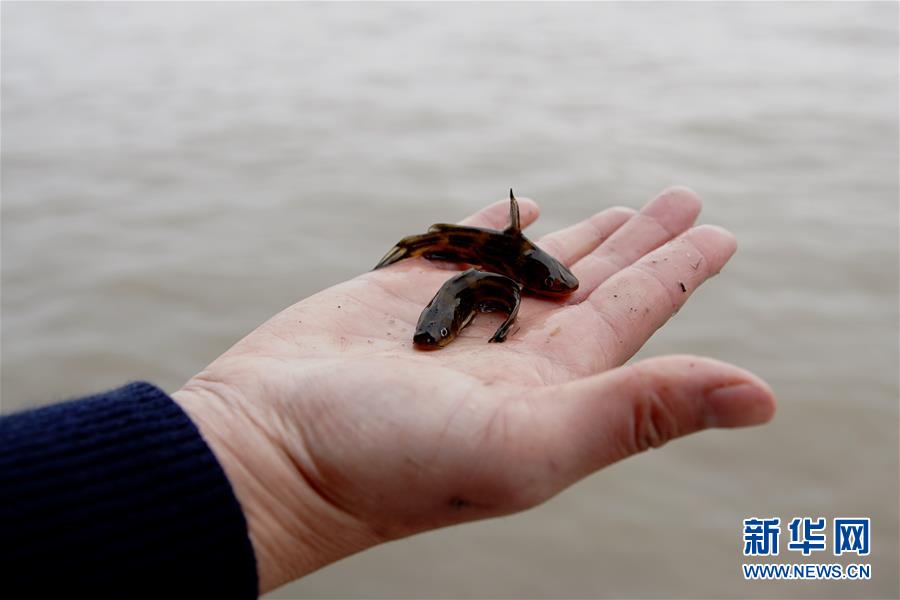 （圖文互動(dòng)）（3）長江口生態(tài)修復(fù)見成效 水下長出147公里&ldquo;人工魚礁&rdquo; 