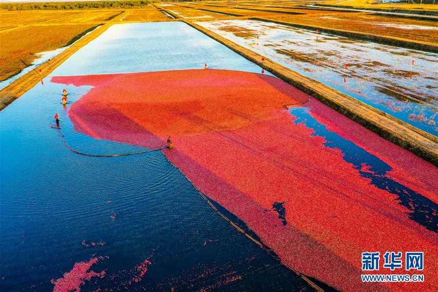 （脫貧攻堅&middot;圖文互動）（2）中國東極故事之五：蔓越莓為什么這樣紅？