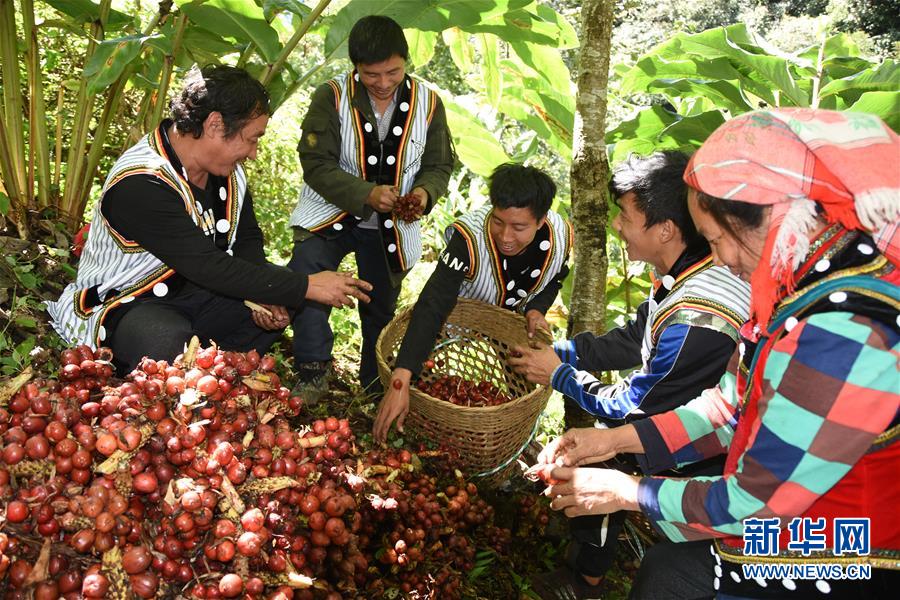 (在習(xí)近平新時代中國特色社會主義思想指引下——新時代新作為新篇章·總書記關(guān)切脫貧事·決勝貧困·圖文互動)(4)讓一方水土“富養(yǎng)”一方人——扶貧特色產(chǎn)業(yè)惠及千家萬戶