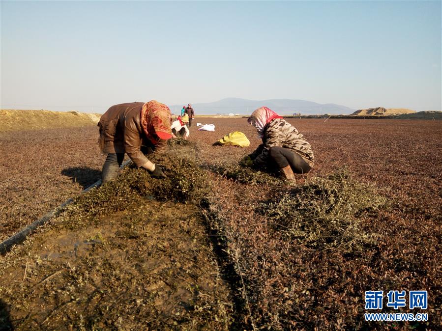 (圖文互動(dòng))(8)從“輕工漁網(wǎng)重工馬掌”到“圓夢(mèng)小康”——“中國(guó)東極”脫貧攻堅(jiān)剪影