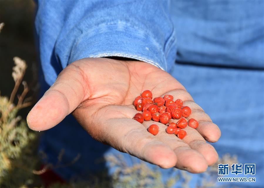 (新華全媒頭條·圖文互動(dòng))(8)塔克拉瑪干的“播綠使者”——中科院新疆生態(tài)與地理研究所高級(jí)工程師常青的故事