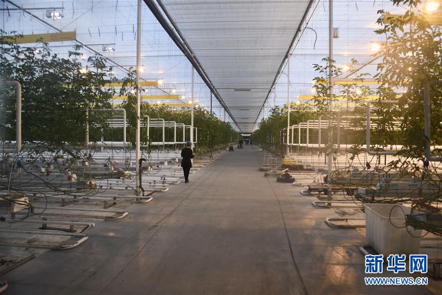 (新春走基層·圖文互動(dòng))(1)大興安嶺南麓的春天之六:鹽堿地長出“黃金果”