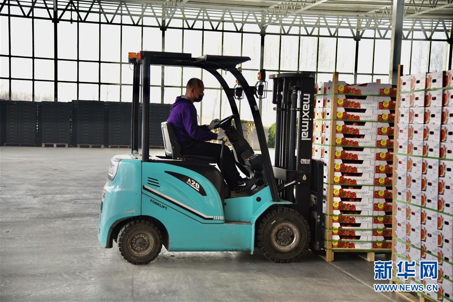 (新春走基層·圖文互動(dòng))(2)大興安嶺南麓的春天之六:鹽堿地長出“黃金果”