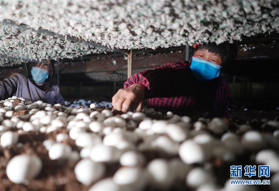 (社會)(1)河北內丘:扶貧產業(yè)復產促增收