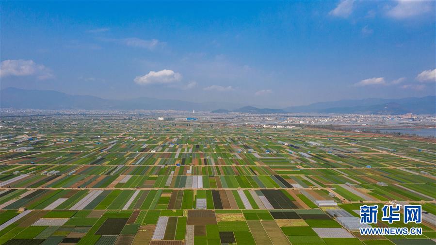 （抓好春耕備耕 穩(wěn)住農(nóng)業(yè)生產(chǎn)&middot;圖文互動）（5）&ldquo;栽種的是菜苗，收獲的是希望&rdquo;&mdash;&mdash;云南蔬菜集散地通海縣春耕見聞 