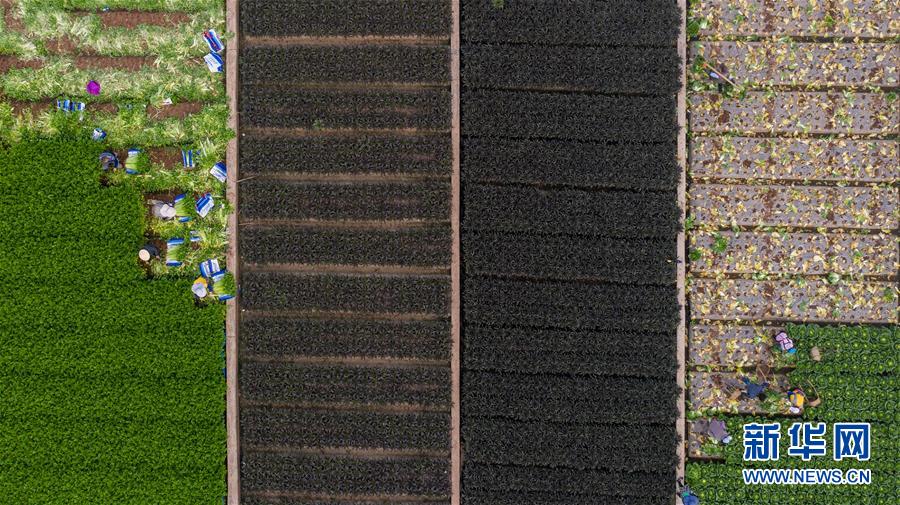 （抓好春耕備耕 穩(wěn)住農(nóng)業(yè)生產(chǎn)&middot;圖文互動）（4）&ldquo;栽種的是菜苗，收獲的是希望&rdquo;&mdash;&mdash;云南蔬菜集散地通?？h春耕見聞 