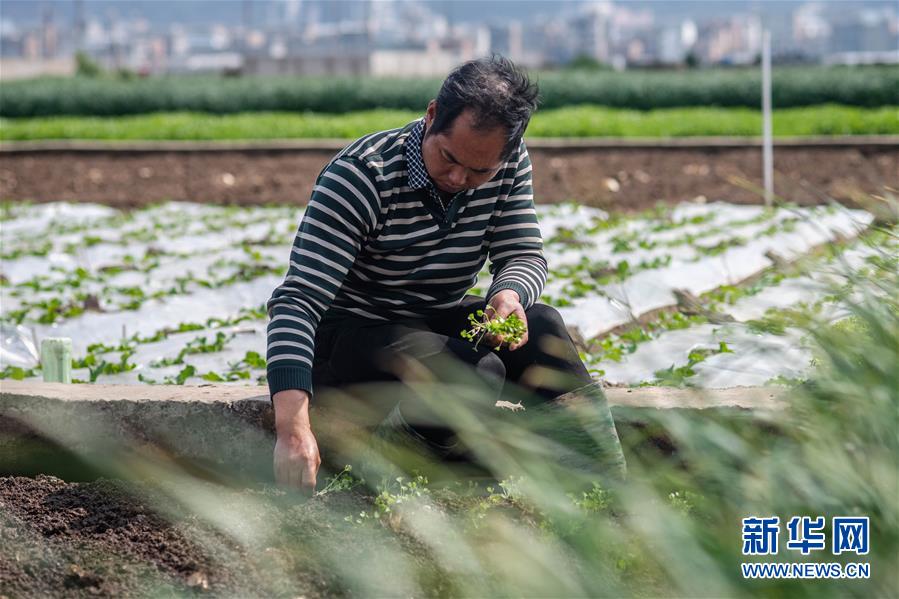 （抓好春耕備耕 穩(wěn)住農(nóng)業(yè)生產(chǎn)&middot;圖文互動）（3）&ldquo;栽種的是菜苗，收獲的是希望&rdquo;&mdash;&mdash;云南蔬菜集散地通海縣春耕見聞 