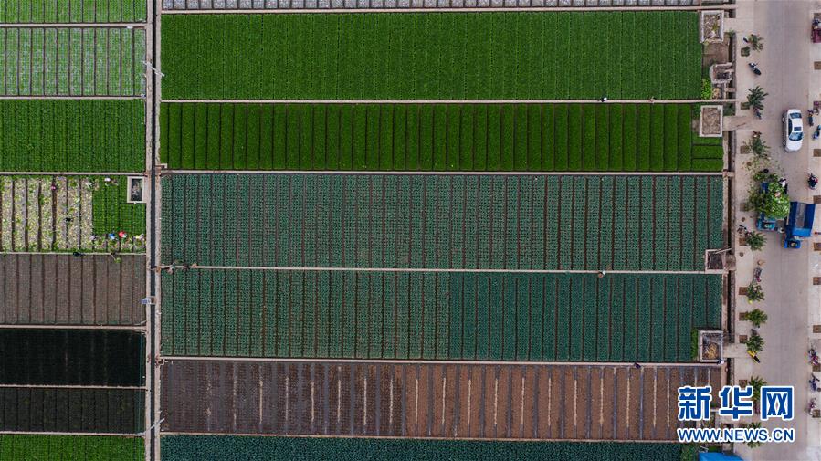 （抓好春耕備耕 穩(wěn)住農(nóng)業(yè)生產(chǎn)&middot;圖文互動）（1）&ldquo;栽種的是菜苗，收獲的是希望&rdquo;&mdash;&mdash;云南蔬菜集散地通海縣春耕見聞 