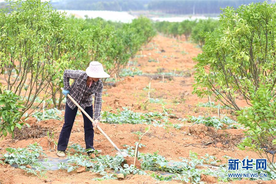 (抓好春耕備耕 穩(wěn)住農(nóng)業(yè)生產(chǎn)·圖文互動)(6)農(nóng)時不等人 扶貧不能拖——種瓜大村春耕生產(chǎn)見聞