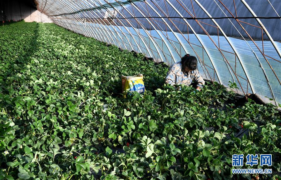 （在習(xí)近平新時代中國特色社會主義思想指引下&mdash;&mdash;新時代新作為新篇章&middot;習(xí)近平總書記關(guān)切事&middot;圖文互動）（3）戰(zhàn)&ldquo;疫&rdquo;要勁時，戰(zhàn)&ldquo;貧&rdquo;再加把勁！&mdash;&mdash;中央各部門助力脫貧攻堅很給力