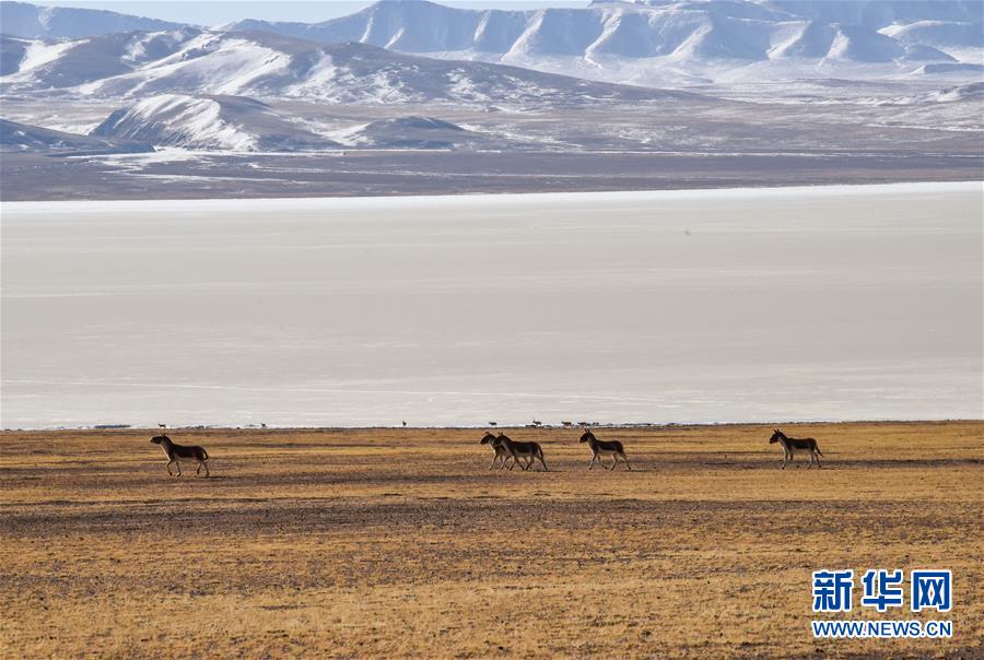 (新華全媒頭條·圖文互動)(3)跨越半個世紀的生命遷徙——西藏極高海拔生態(tài)搬遷破解人與自然共生難題