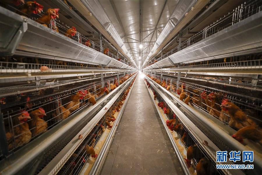 （圖文互動(dòng)）（1）疏通產(chǎn)業(yè)鏈堵點(diǎn) 保障&ldquo;菜籃子&rdquo;供應(yīng)&mdash;&mdash;重慶養(yǎng)殖大區(qū)力促養(yǎng)殖業(yè)補(bǔ)損復(fù)產(chǎn)