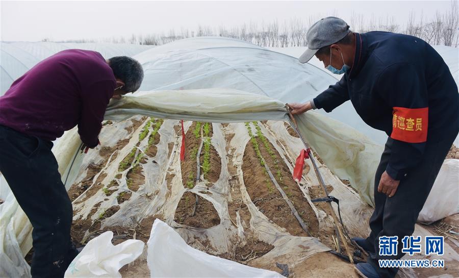 （脫貧攻堅(jiān)&middot;圖文互動(dòng)）（2）天津：惠豐前村種下脫貧致富&ldquo;新希望&rdquo;