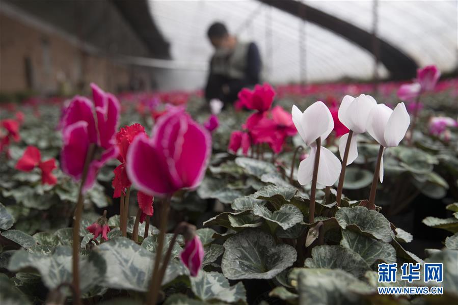 （在習(xí)近平新時(shí)代中國特色社會(huì)主義思想指引下&mdash;&mdash;新時(shí)代新作為新篇章&middot;習(xí)近平總書記關(guān)切事&middot;圖文互動(dòng)）（2）希望的田野，希望的春天&mdash;&mdash;各地農(nóng)業(yè)生產(chǎn)新動(dòng)態(tài)掃描