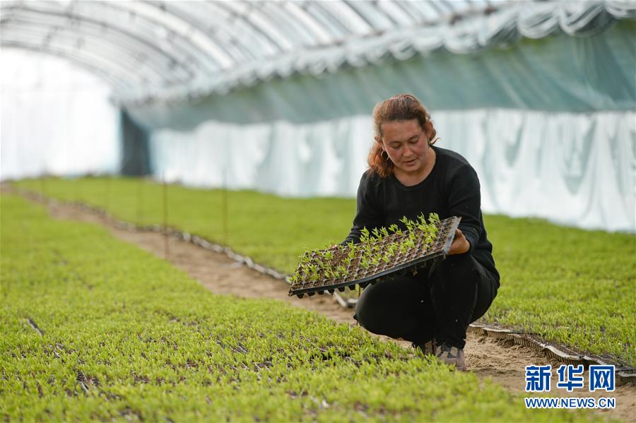 （決戰(zhàn)決勝脫貧攻堅&middot;圖文互動）（8）決戰(zhàn)昆侖&mdash;&mdash;新疆聚焦10個未摘帽縣展開深度貧困攻堅戰(zhàn) 