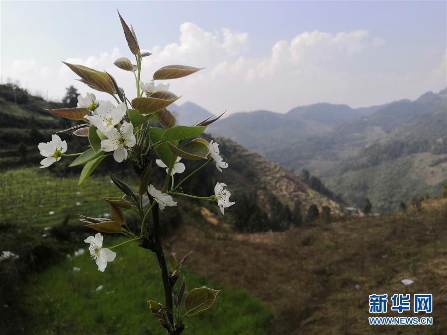 （決戰(zhàn)決勝脫貧攻堅(jiān)&middot;圖文互動(dòng)）（1）寄相思，償夙愿&mdash;&mdash;5封清明&ldquo;家書&rdquo;里的決戰(zhàn)決勝信念