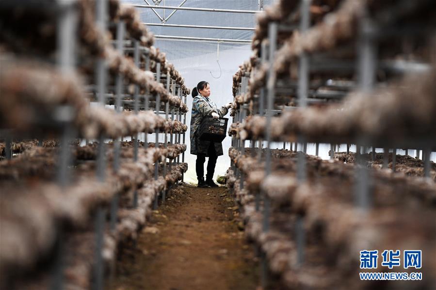 （決戰(zhàn)決勝脫貧攻堅&middot;圖文互動）（5）多重保障 不漏一人&mdash;&mdash;貴州一個脫貧&ldquo;摘帽&rdquo;縣的防貧機制探索