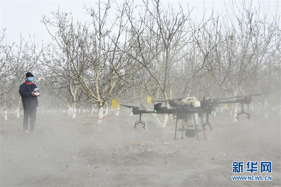 （決戰(zhàn)決勝脫貧攻堅&middot;圖文互動）（1）南疆林果合作社百人技術隊的&ldquo;核桃雄心&rdquo;