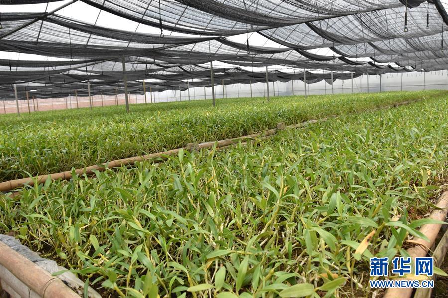 （決戰(zhàn)決勝脫貧攻堅(jiān)&middot;圖文互動(dòng)）（1）這個(gè)脫貧縣的石頭為何比土金貴？