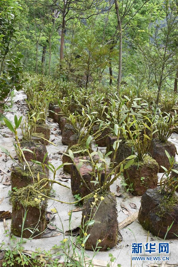 （決戰(zhàn)決勝脫貧攻堅(jiān)&middot;圖文互動(dòng)）（3）這個(gè)脫貧縣的石頭為何比土金貴？