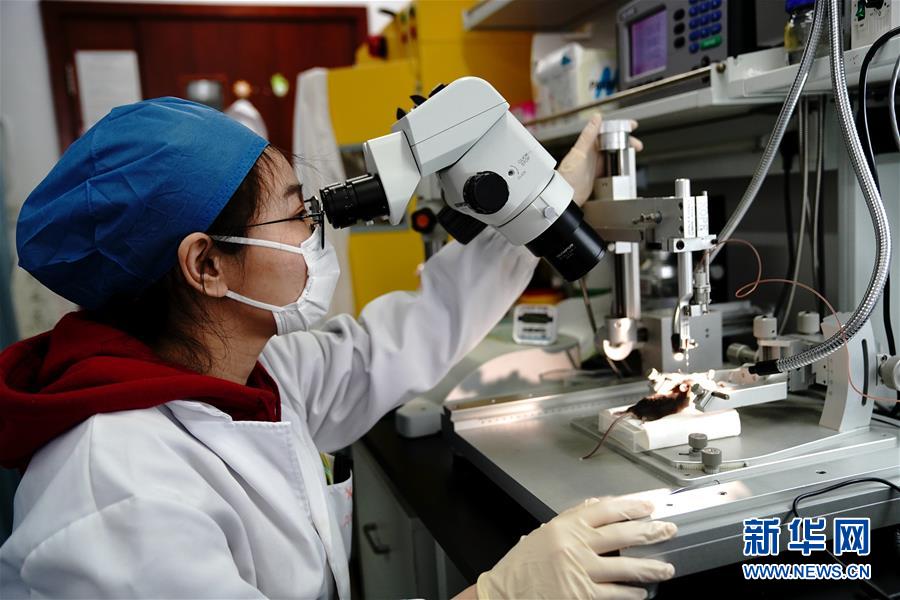 （圖文互動(dòng)）（2）攻擊行為如何被大腦控制？科學(xué)家在小鼠大腦中發(fā)現(xiàn)&ldquo;調(diào)節(jié)開(kāi)關(guān)&rdquo;