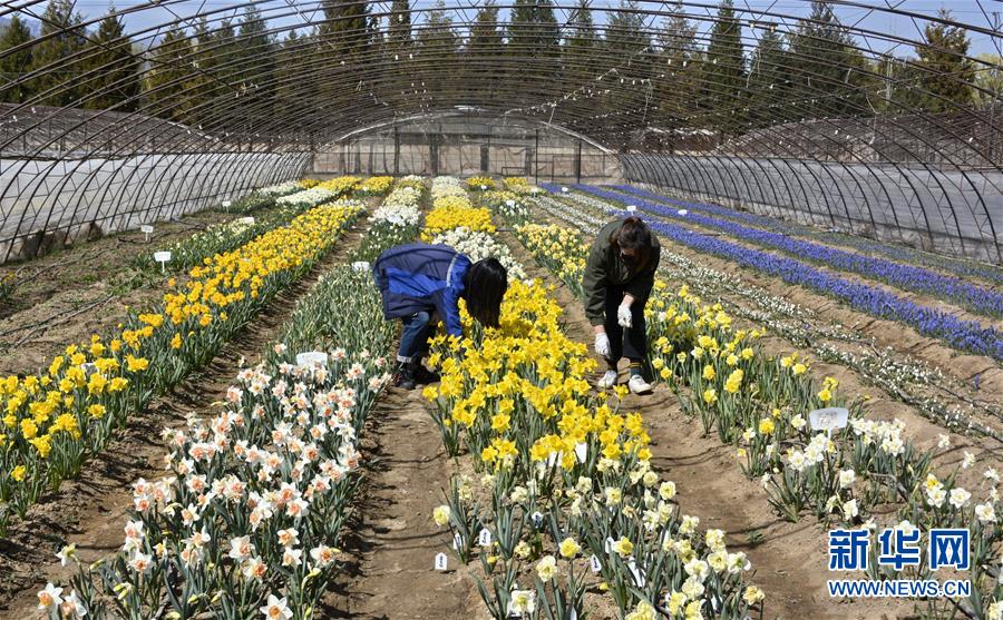 （新華全媒頭條&middot;圖文互動(dòng)）（2）永遠(yuǎn)的夢(mèng)想 永恒的追求&mdash;&mdash;寫(xiě)在北京世園會(huì)開(kāi)幕一周年之際