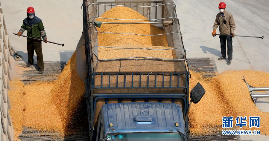 (在習(xí)近平新時代中國特色社會主義思想指引下——新時代新作為新篇章·習(xí)近平總書記關(guān)切事·圖文互動)(7)春耕忙 信心足——谷雨時節(jié)走馬東北直擊糧事