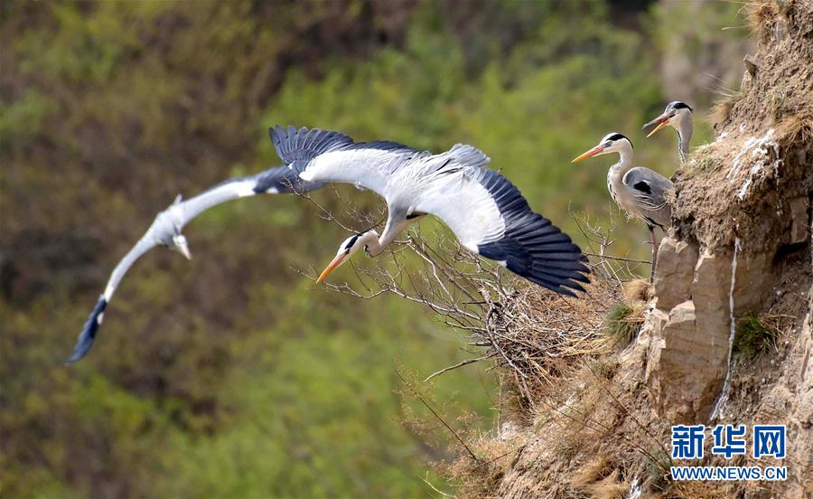 (圖文互動)(1)山西平陸黃河濕地迎來上千只蒼鷺