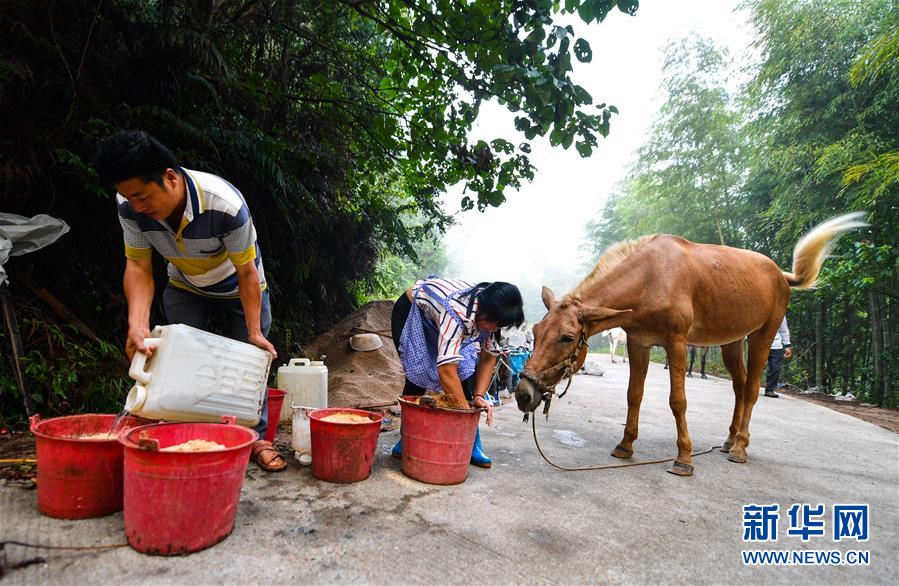 (決戰(zhàn)決勝脫貧攻堅·圖文互動)(4)老余賣騾子