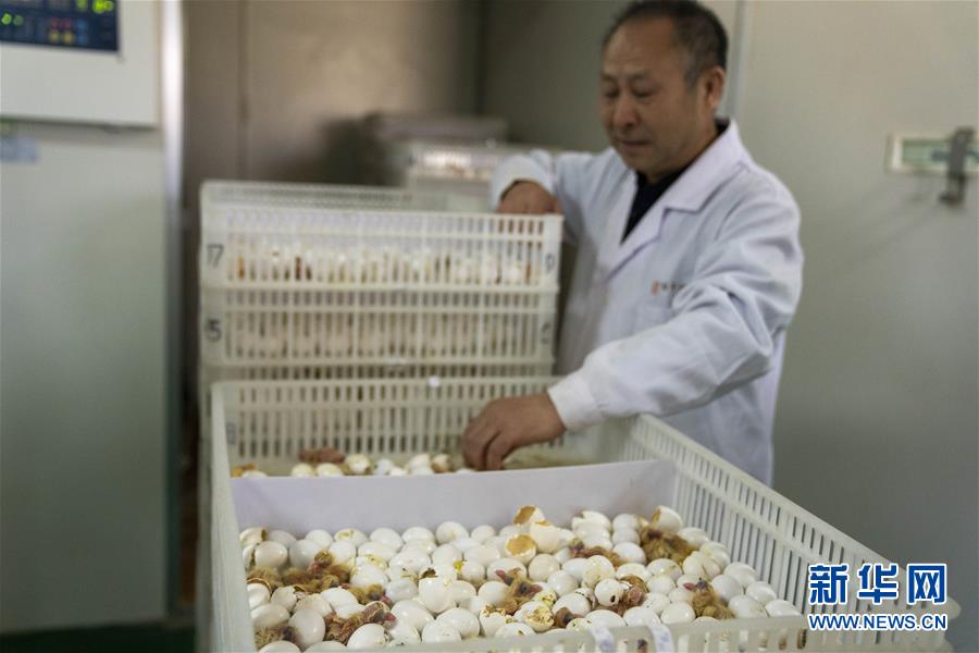 (決戰(zhàn)決勝脫貧攻堅(jiān)·圖文互動(dòng))(1)小鴿子帶來(lái)大希望——河北阜平硒鴿產(chǎn)業(yè)“飛翔”記