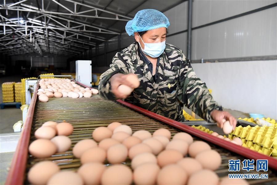 （決戰(zhàn)決勝脫貧攻堅&middot;圖文互動）（1）河南汝陽：發(fā)展特色種植養(yǎng)殖產業(yè)助力農民脫貧