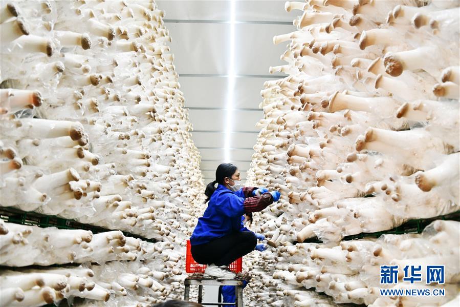 (決戰(zhàn)決勝脫貧攻堅·圖文互動)(1)補短板 促就業(yè) 穩(wěn)增收——貴州向脫貧“硬骨頭”發(fā)起總攻