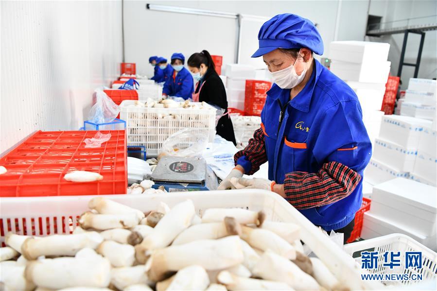 (決戰(zhàn)決勝脫貧攻堅·圖文互動)(2)補短板 促就業(yè) 穩(wěn)增收——貴州向脫貧“硬骨頭”發(fā)起總攻