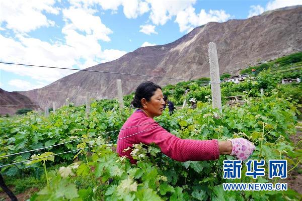 (決戰(zhàn)決勝脫貧攻堅(jiān)·圖文互動(dòng))(2)西藏昌都“甜蜜”產(chǎn)業(yè)助脫貧