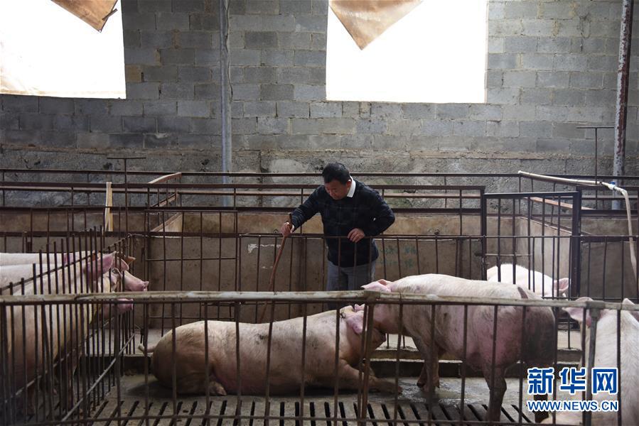 （新華全媒頭條&middot;圖文互動(dòng)）（4）刺梨花開(kāi)滿(mǎn)山紅&mdash;&mdash;記在貴州脫貧攻堅(jiān)一線(xiàn)奮斗的殘疾人