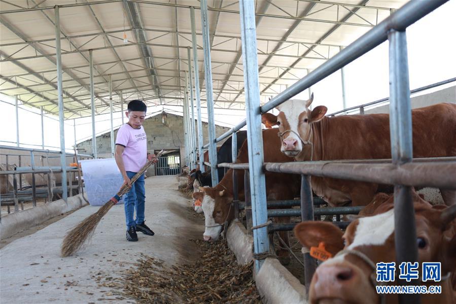 （新華全媒頭條&middot;圖文互動(dòng)）（7）刺梨花開(kāi)滿(mǎn)山紅&mdash;&mdash;記在貴州脫貧攻堅(jiān)一線(xiàn)奮斗的殘疾人