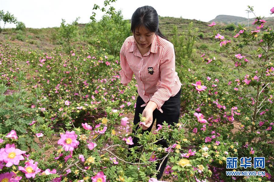 （新華全媒頭條&middot;圖文互動(dòng)）（11）刺梨花開(kāi)滿(mǎn)山紅&mdash;&mdash;記在貴州脫貧攻堅(jiān)一線(xiàn)奮斗的殘疾人