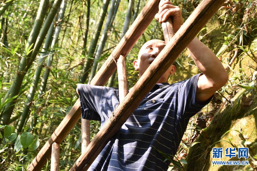 （新華全媒頭條&middot;圖文互動(dòng)）（12）刺梨花開(kāi)滿(mǎn)山紅&mdash;&mdash;記在貴州脫貧攻堅(jiān)一線(xiàn)奮斗的殘疾人