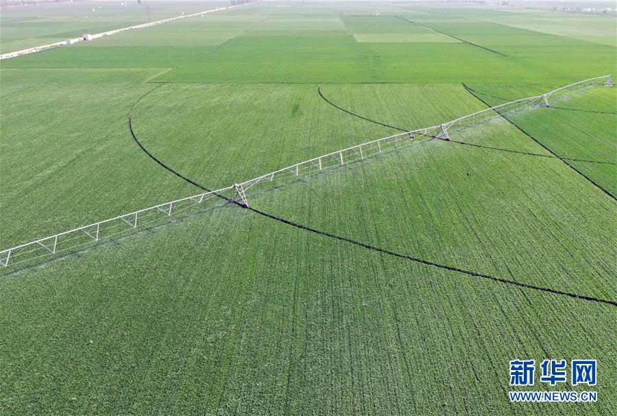 （在習(xí)近平新時(shí)代中國(guó)特色社會(huì)主義思想指引下&mdash;&mdash;新時(shí)代新作為新篇章&middot;習(xí)近平總書(shū)記關(guān)切事&middot;圖文互動(dòng)）（4）新農(nóng)事、新希望&mdash;&mdash;夏收前田間新動(dòng)態(tài)掃描