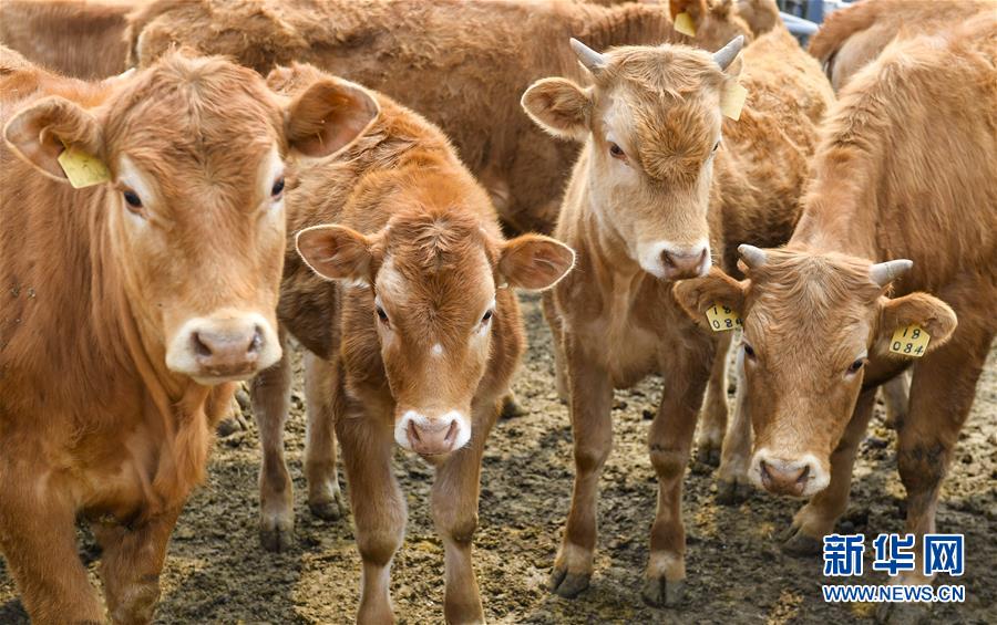 （決戰(zhàn)決勝脫貧攻堅(jiān)&middot;圖文互動(dòng)）（6）長(zhǎng)白山下唱新篇&mdash;&mdash;吉林延邊州脫貧攻堅(jiān)觀察