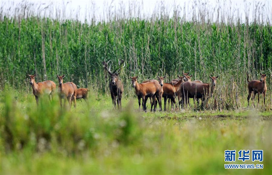 (新華全媒頭條·圖文互動)(9)大湖新歌——我國兩大淡水湖全面生態(tài)修復進行時